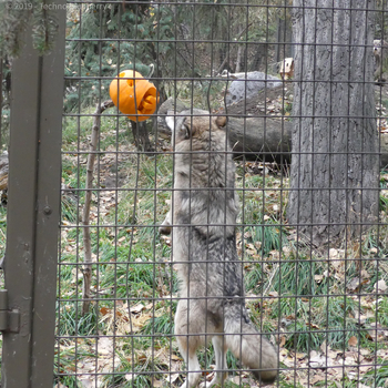 20191013_200938372_iOS