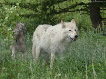 P1060018(Watermarked)