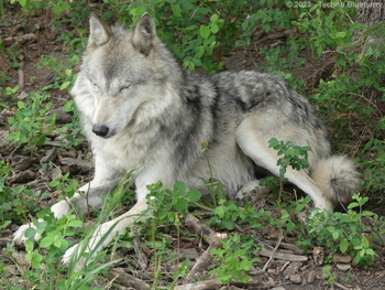 P1060081(Watermarked)