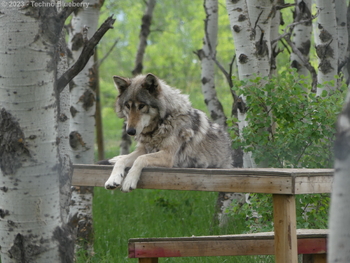 P1060139(Watermarked)